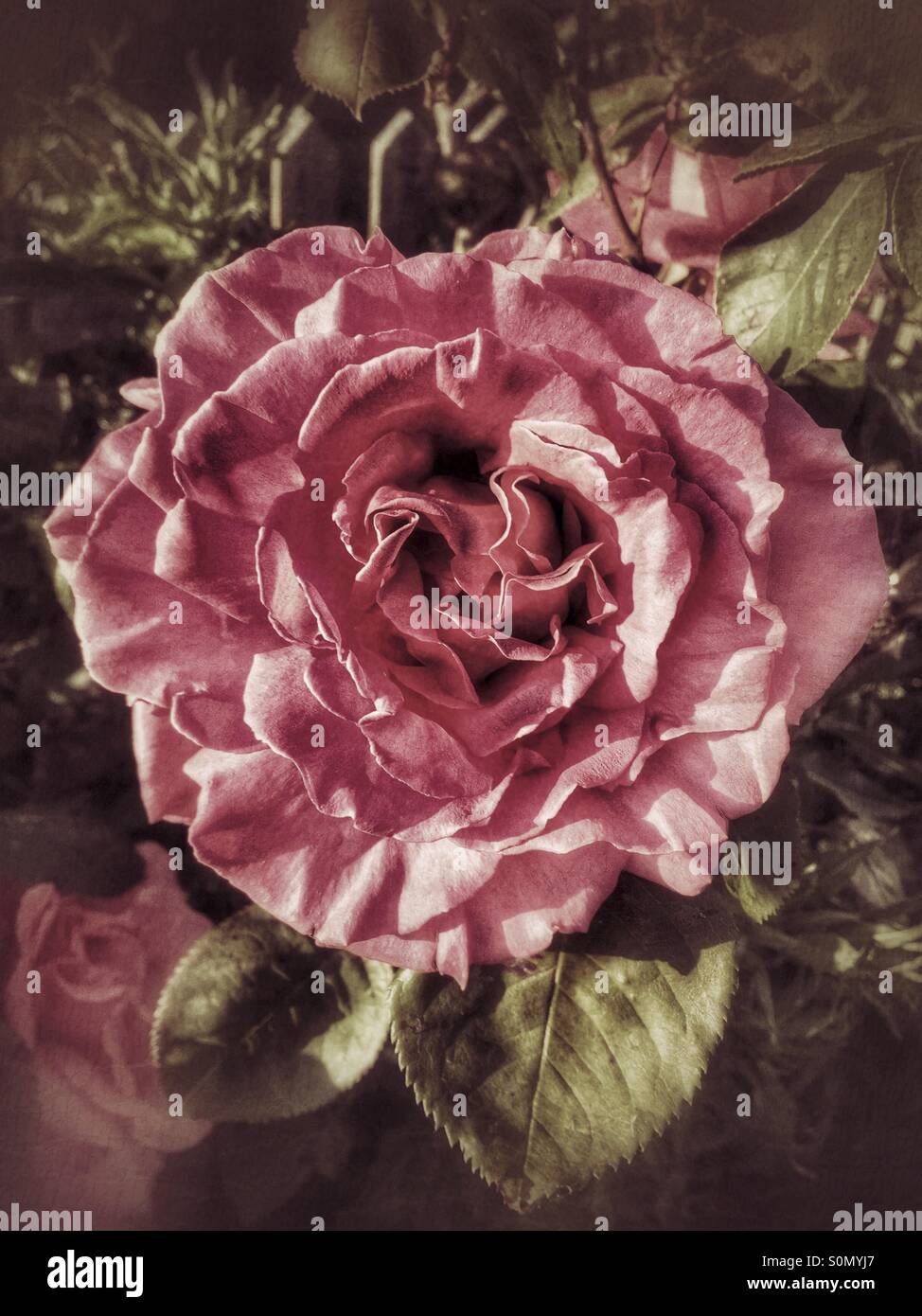 Alten altmodische rosa Rose in einen Bauerngarten in Sussex - Smartphone-aufgenommenes Stockfoto