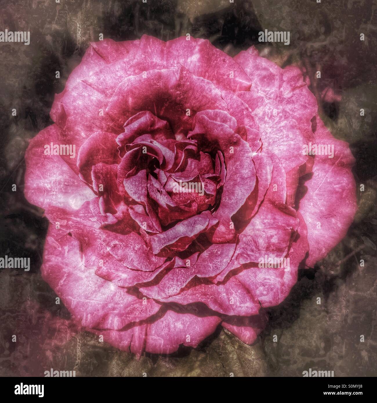 Englischer Garten Vintage rosa rose - Smartphone-aufgenommenes Stockfoto