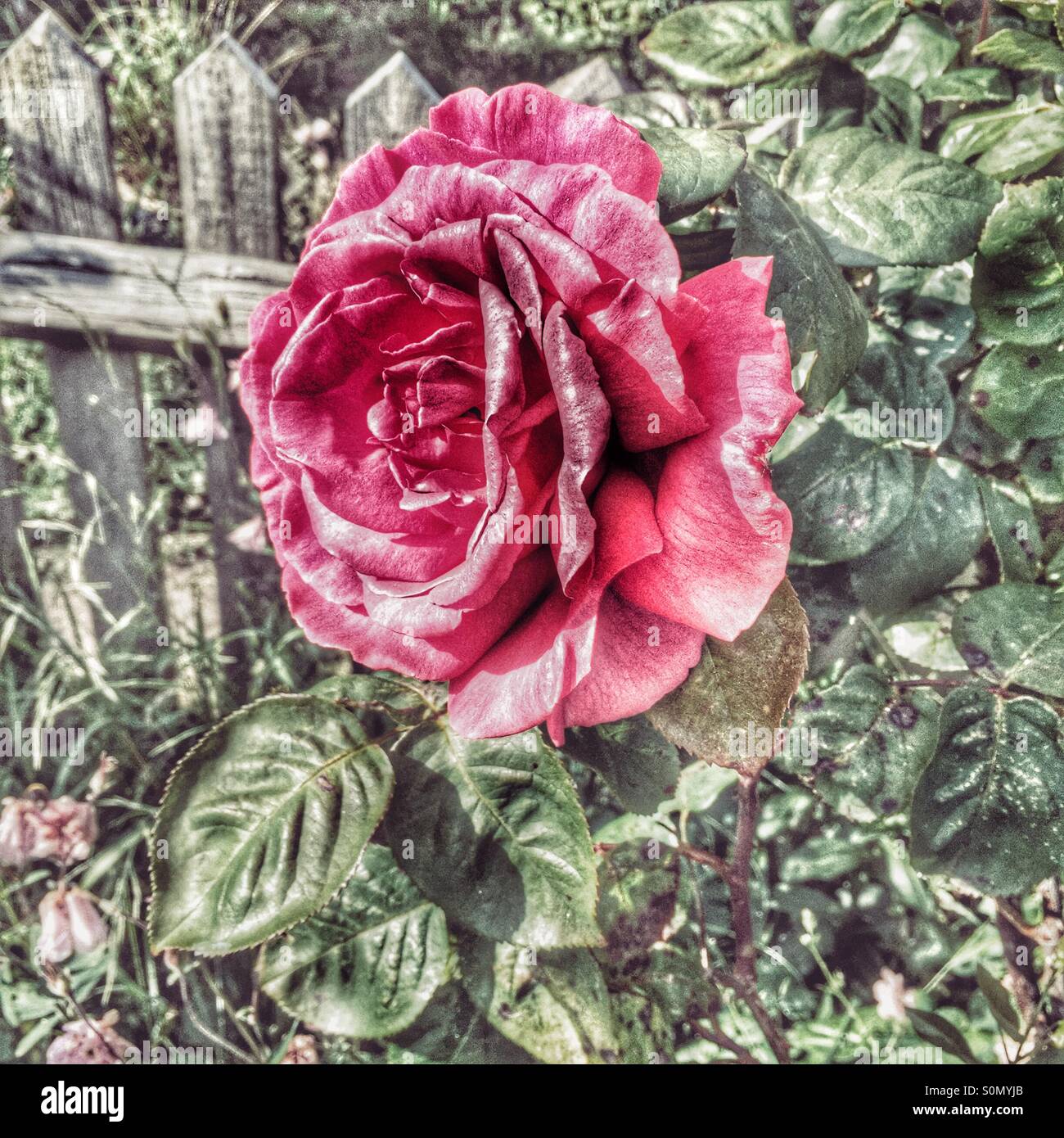 Altenglisch stieg gegen einen Gartenzaun, Sussex, England, UK - Smartphone-aufgenommenes Stockfoto