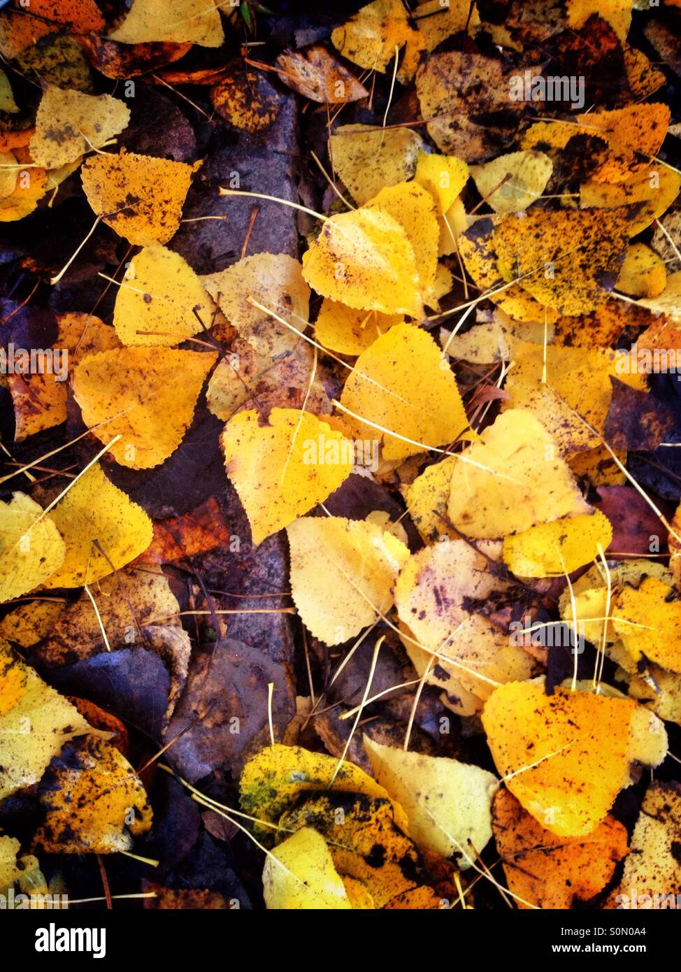 Blätter im Herbst - Smartphone-aufgenommenes Stockfoto