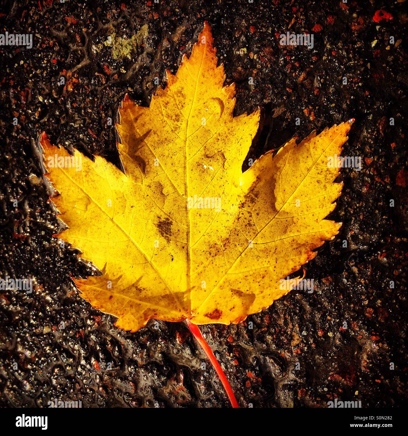 Große Herbst-Blatt Stockfoto