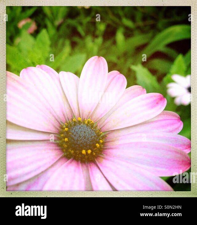 Hipstamatic Schuss von rosa Blume auf grünem Hintergrund Stockfoto