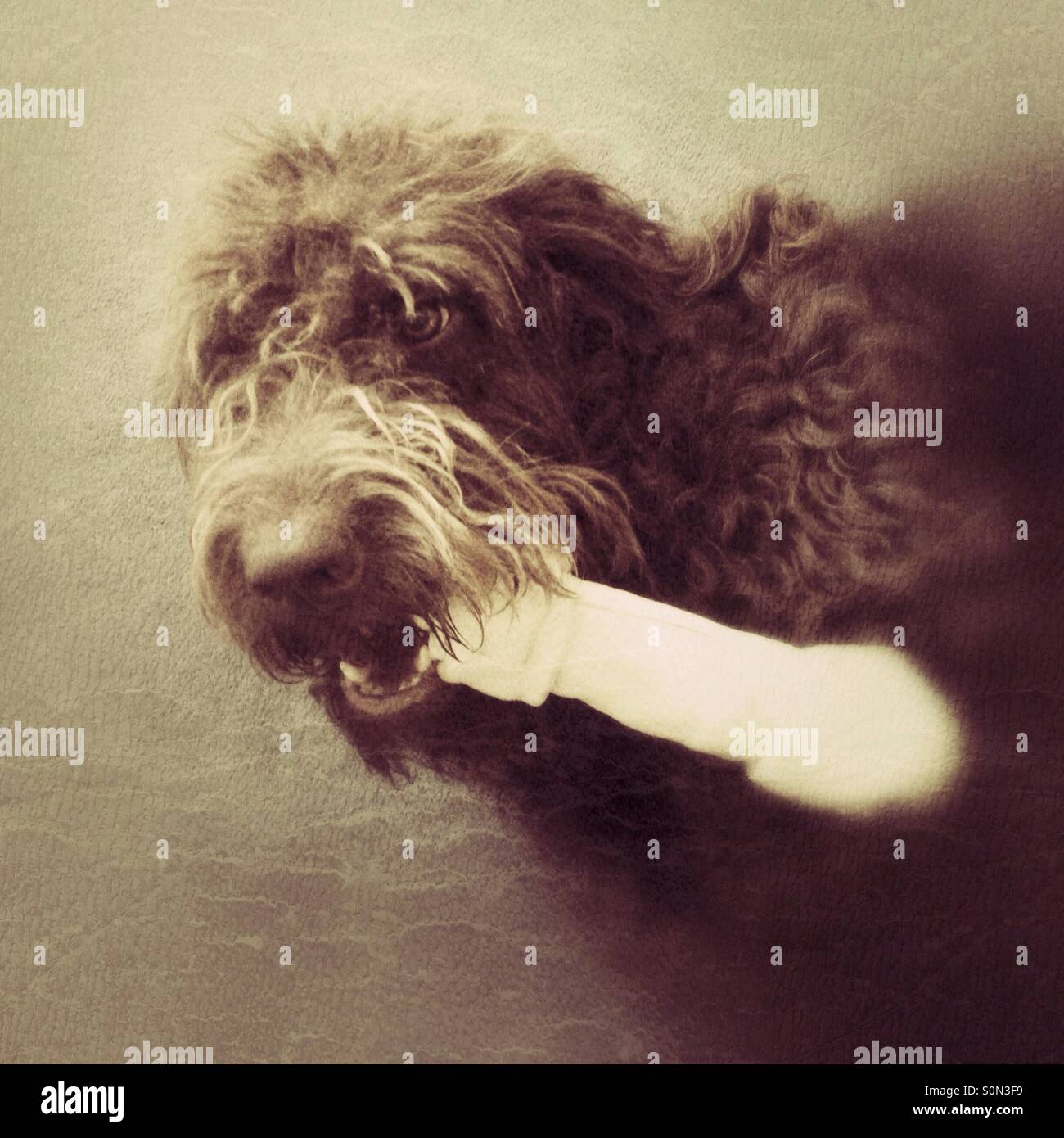Labradoodle Hund mit einem großen Knochen - Smartphone-aufgenommenes Stockfoto
