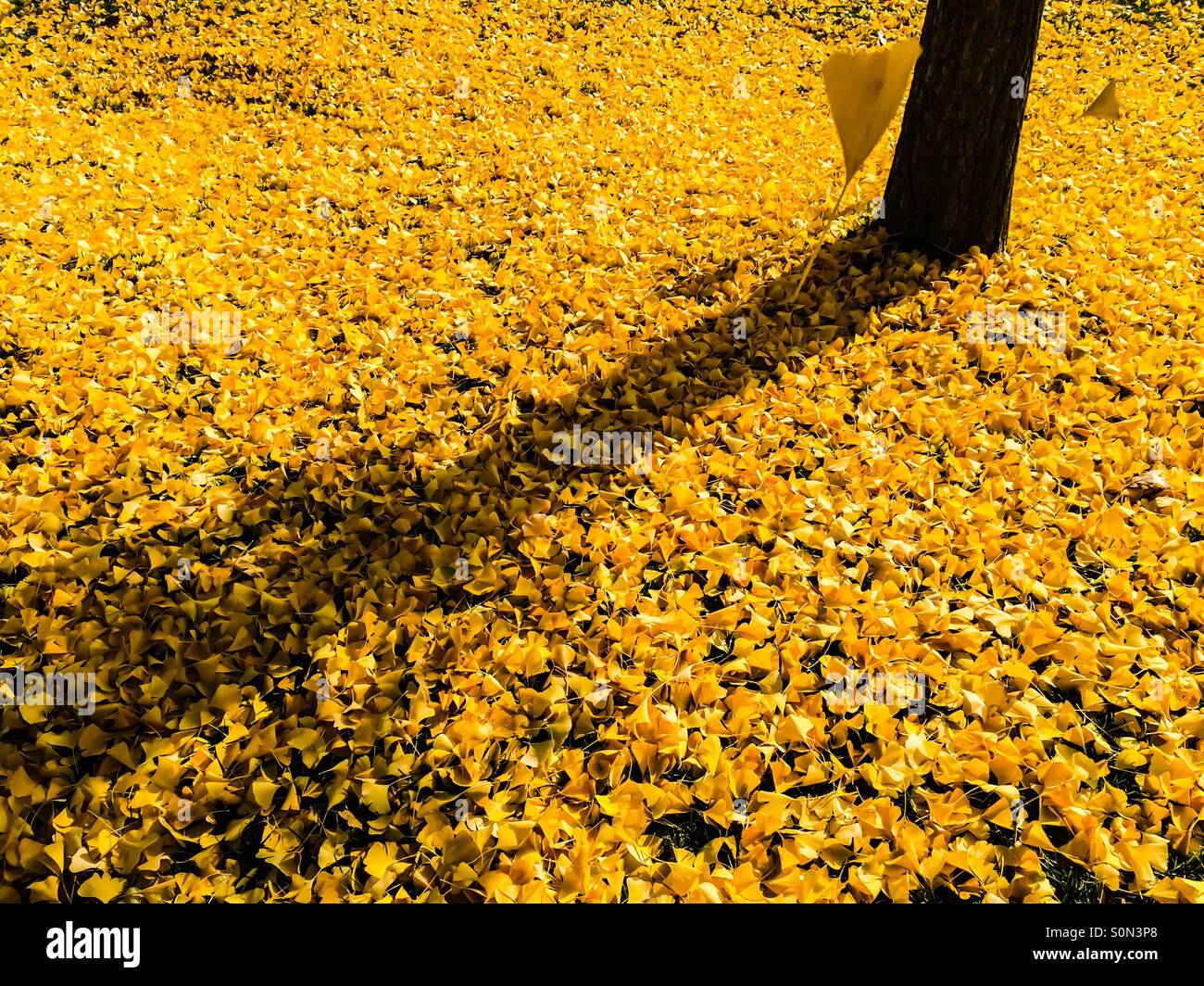 Ginkgo-Baum und die Blätter Stockfoto