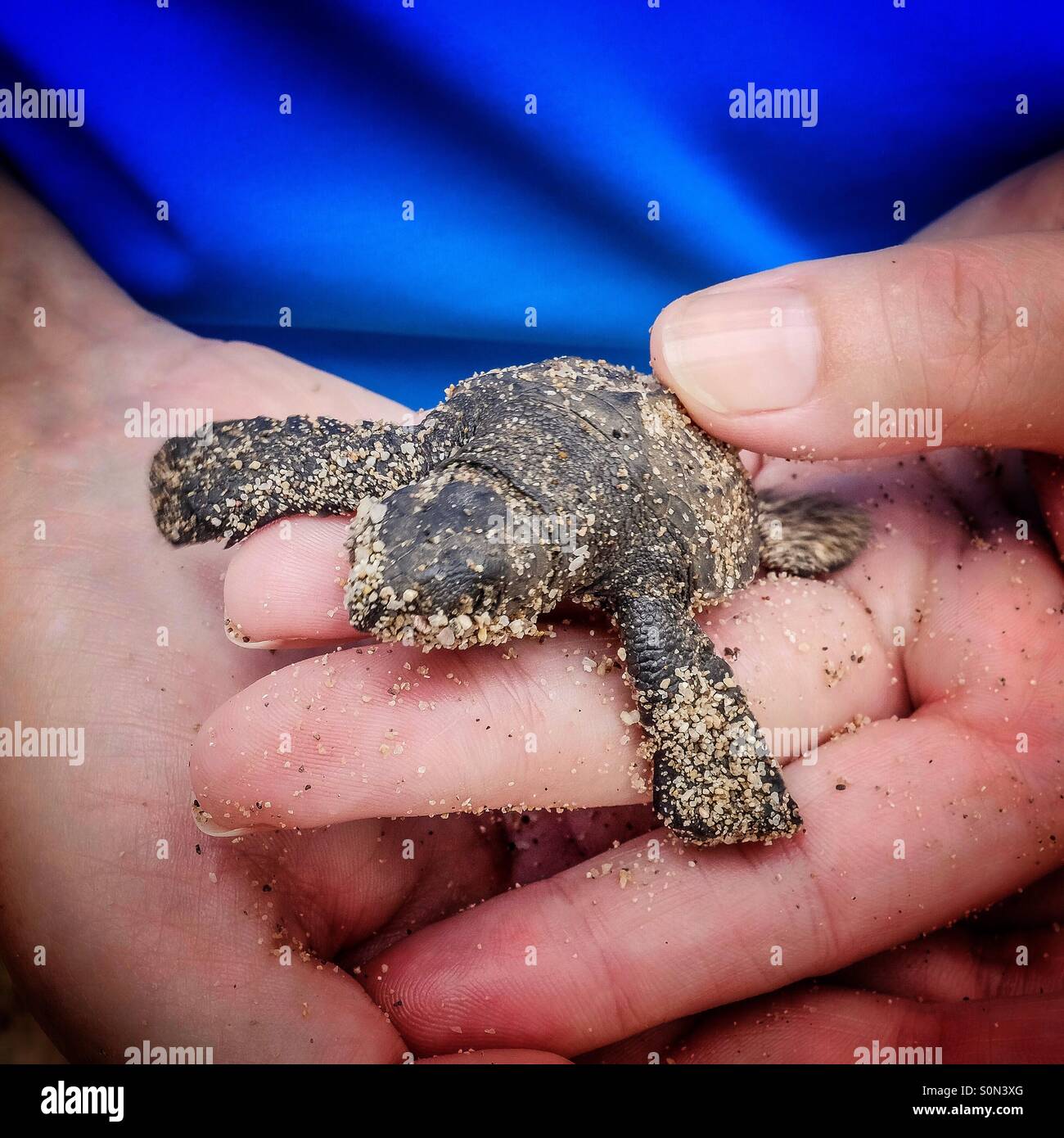 2 Tage alte Schildkröte, die in Händen gehalten wird, nachdem sie aus dem Sand kam und bevor sie sich auf den Weg ins Meer machte, Mexiko. - Smartphone-aufgenommenes Stockfoto