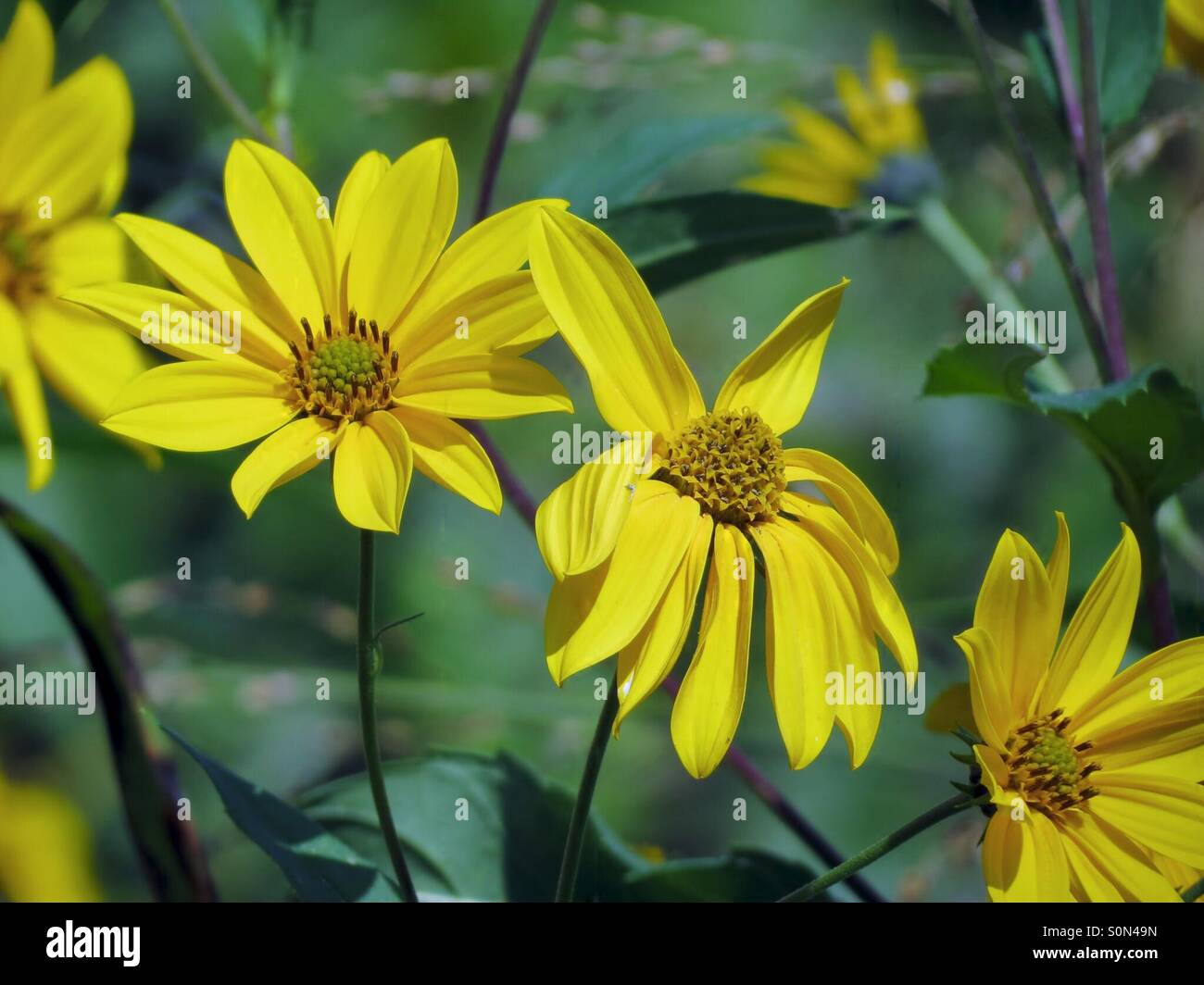 Gelbe Wildblumen. Stockfoto