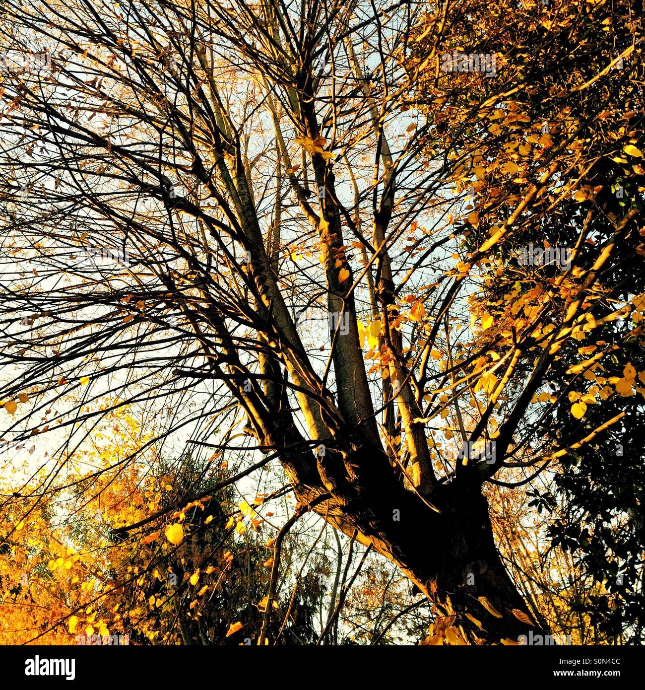 Baum Herbst beginnt Stockfoto