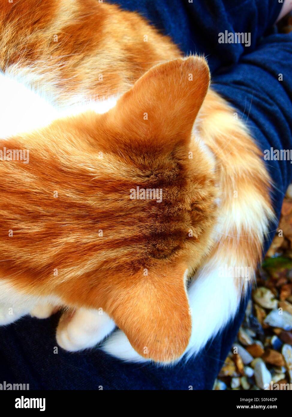 Ingwer & weiße Katze sitzt auf einer Runde - Smartphone-aufgenommenes Stockfoto