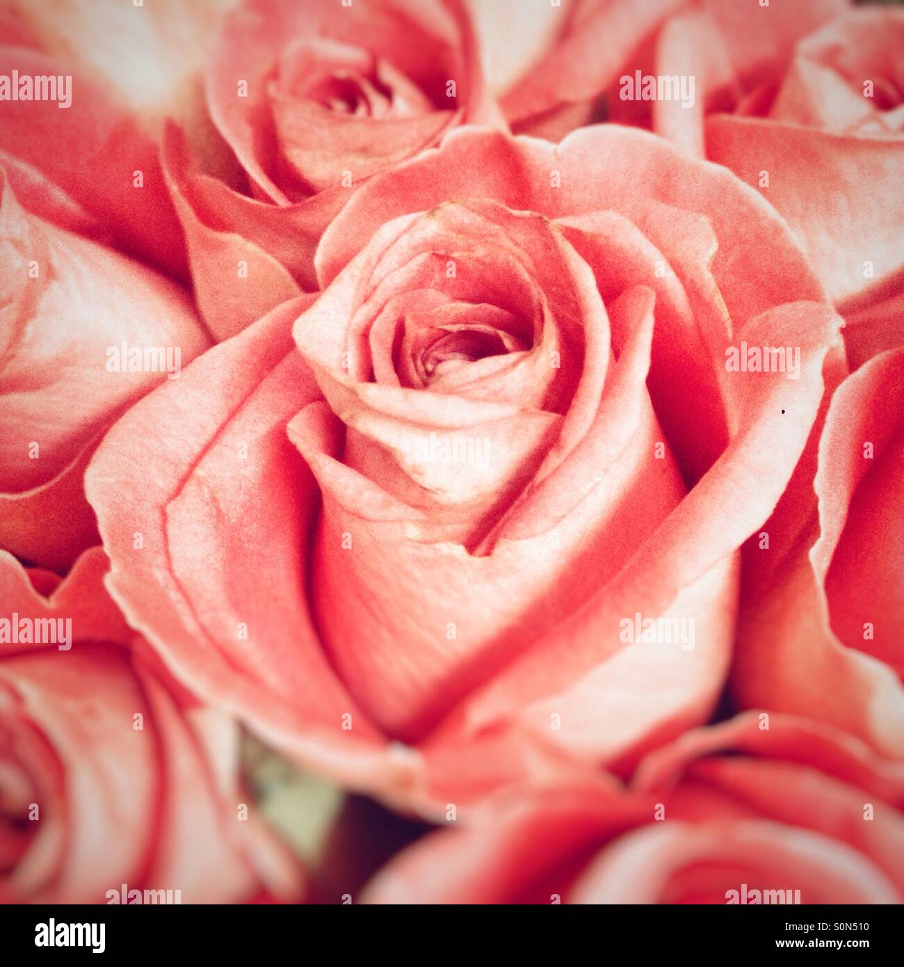 Rosa Rosen - Smartphone-aufgenommenes Stockfoto
