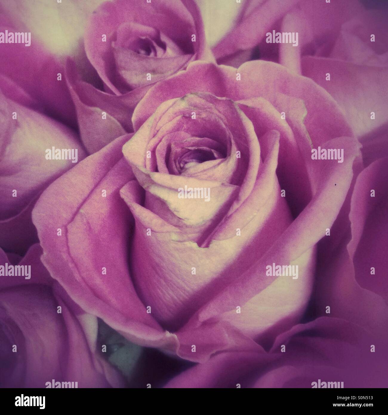 Rosen - Smartphone-aufgenommenes Stockfoto