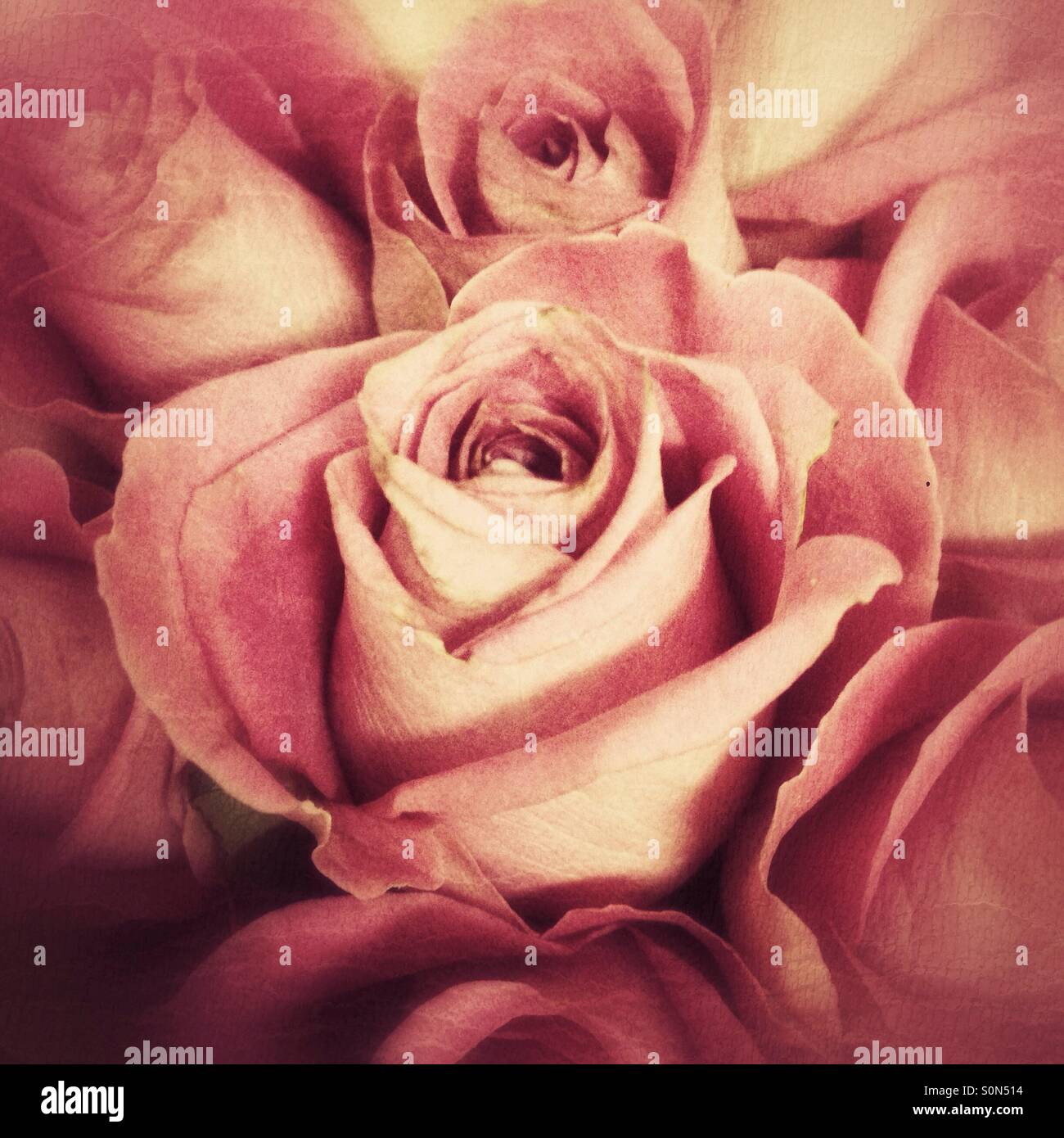Vintage-Stil-Rosen - Smartphone-aufgenommenes Stockfoto