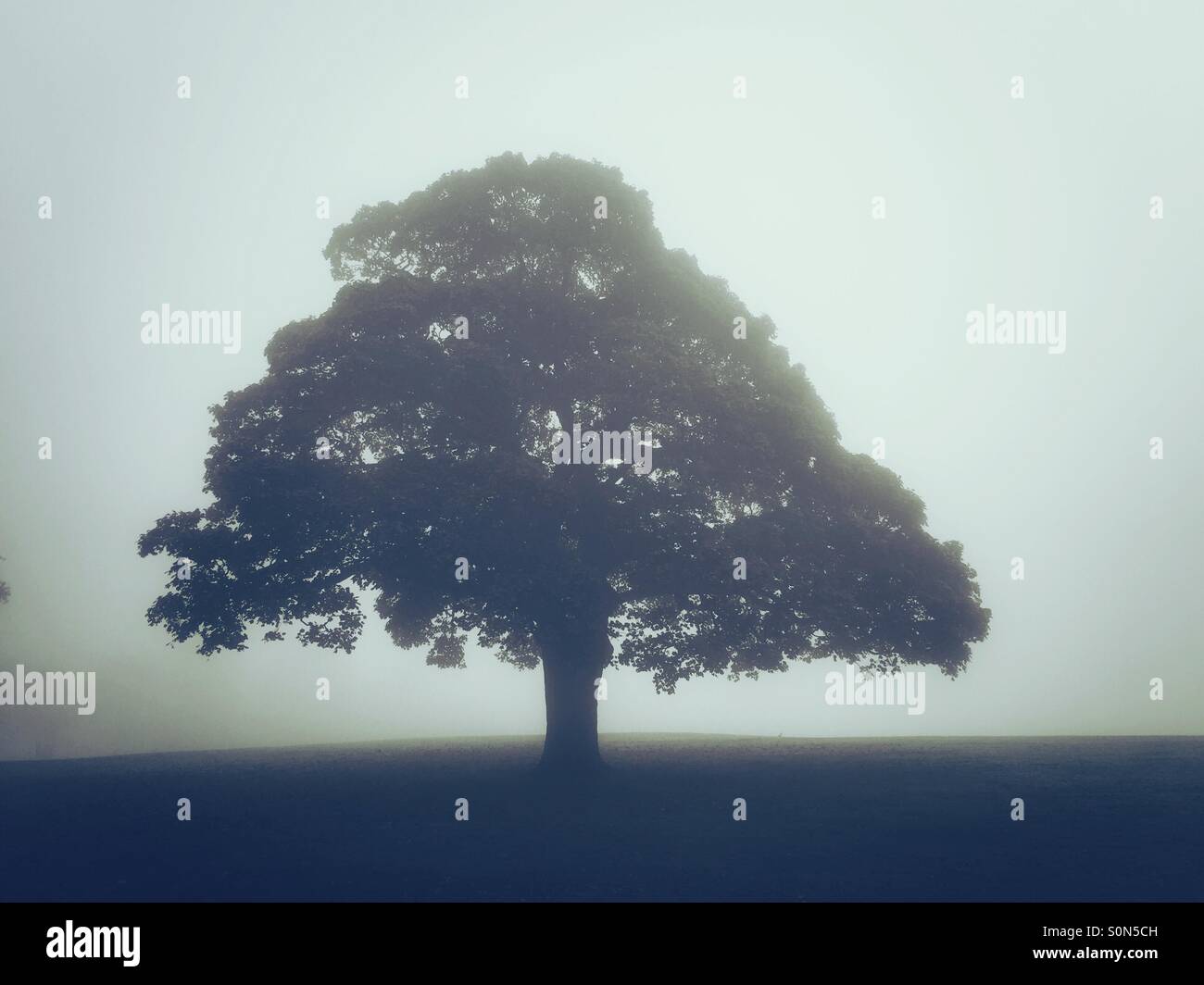 Einzigen Baum im Feld - Smartphone-aufgenommenes Stockfoto