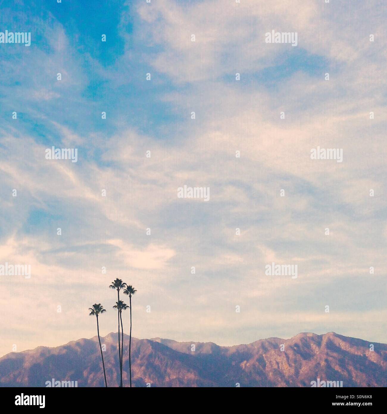 Palmen vor San Gabriel Mountains. Stockfoto