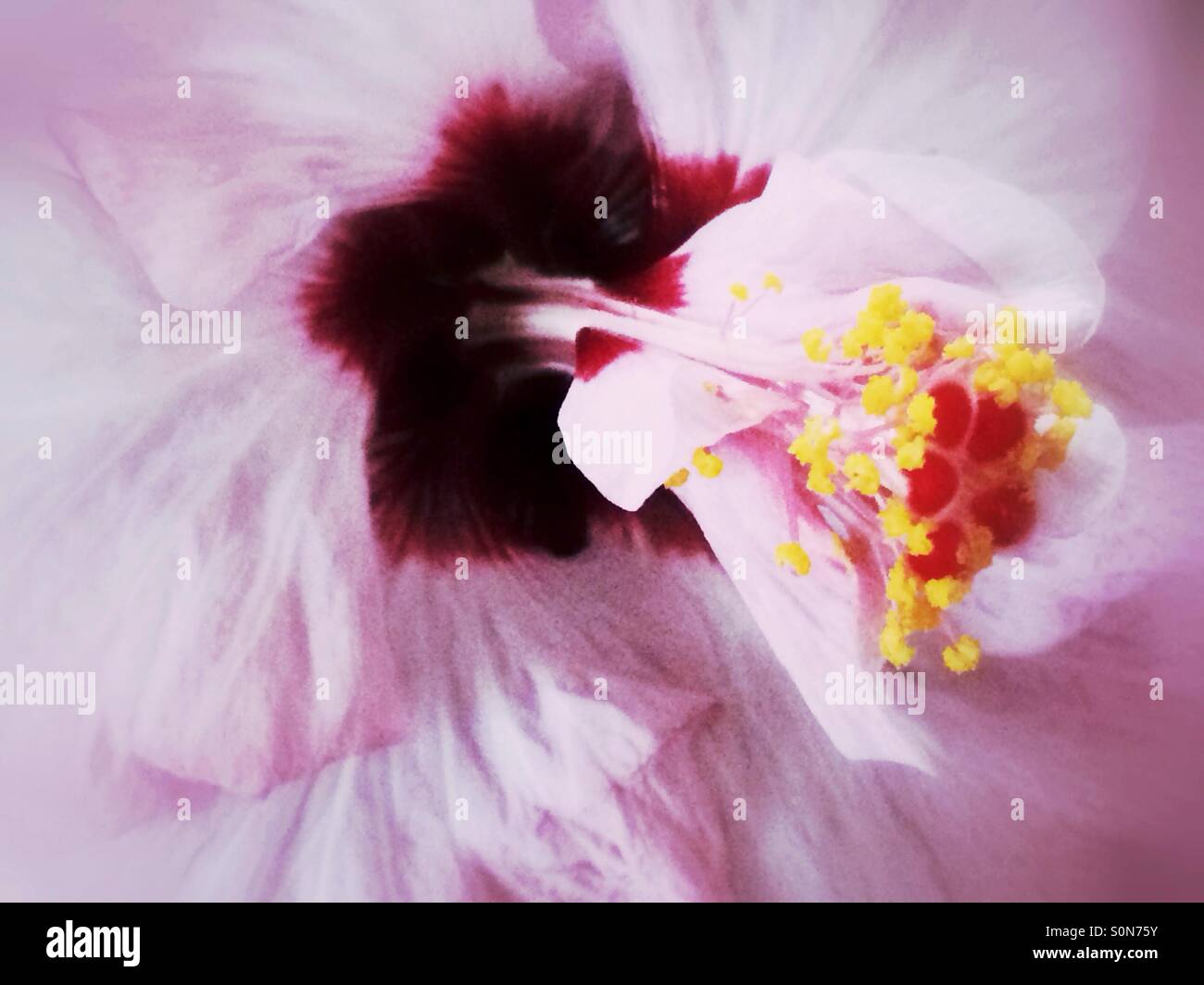 Rosa Hibiskus-Blume Stockfoto