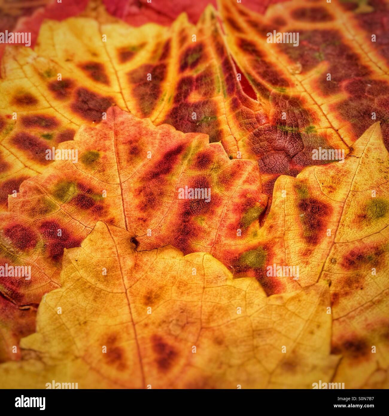 Herbstliche Weinlaub Stockfoto