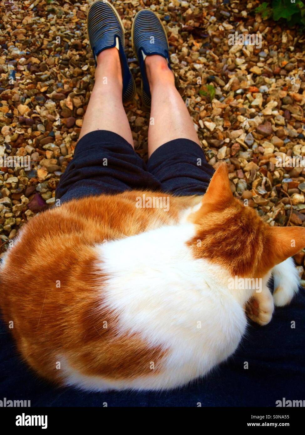 Ingwer und weiße Katze auf jemandes Schoß - Smartphone-aufgenommenes Stockfoto