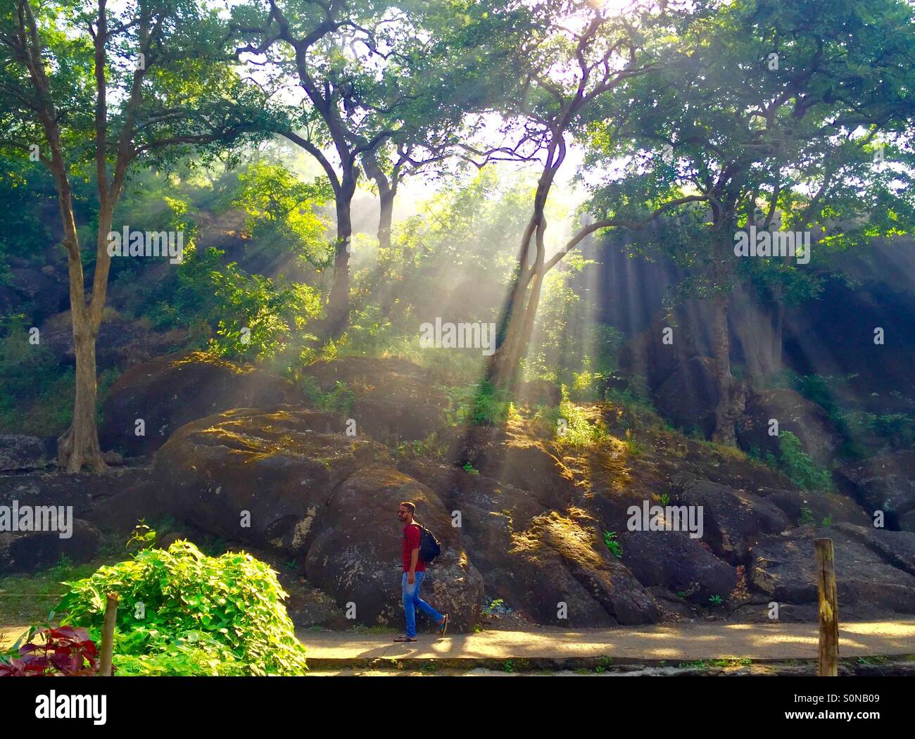 Wintermorgen in Sanjay Gandhi Nationalpark. Stockfoto