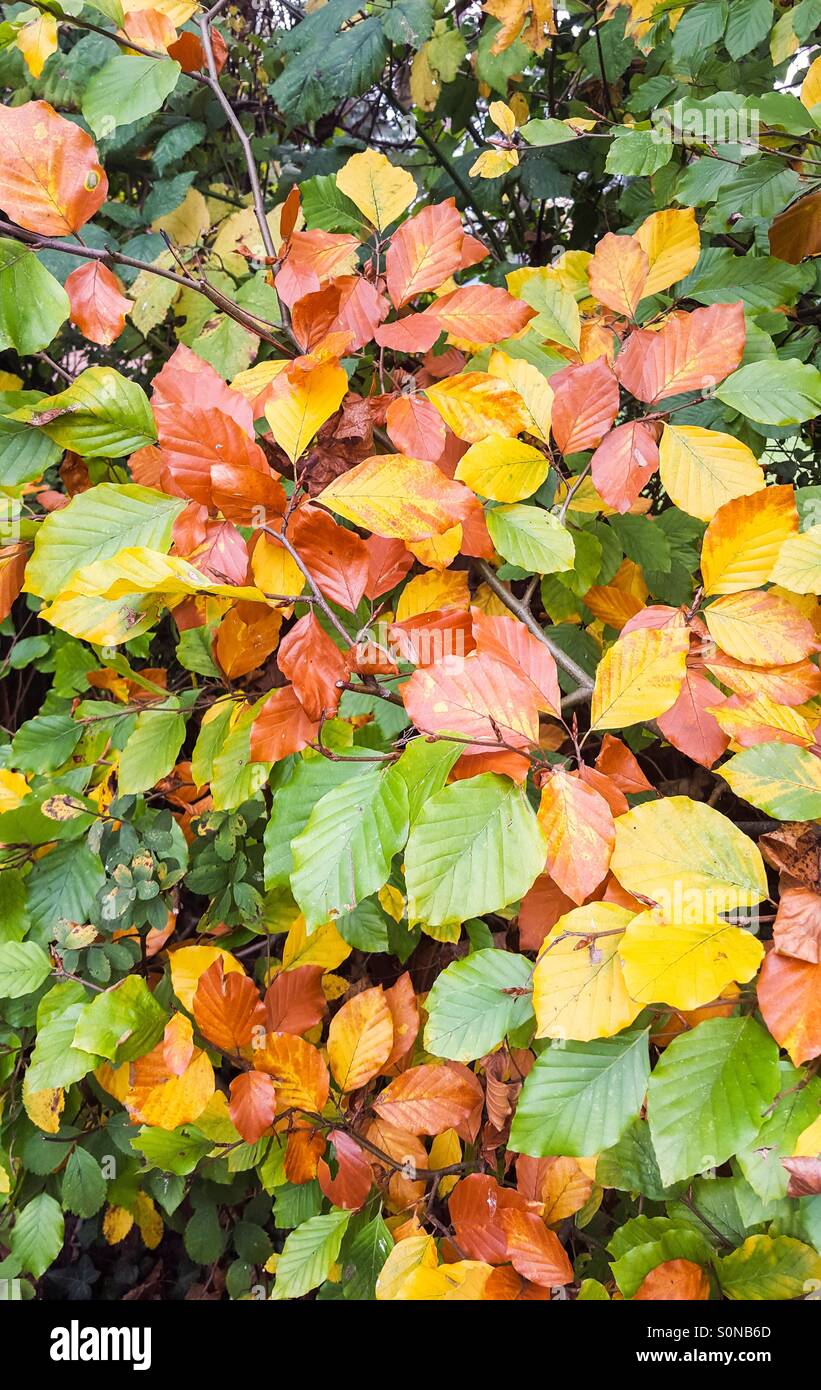 Bunte Blätter der Buche (Fagus Sylvatica) im Herbst, UK. - Smartphone-aufgenommenes Stockfoto