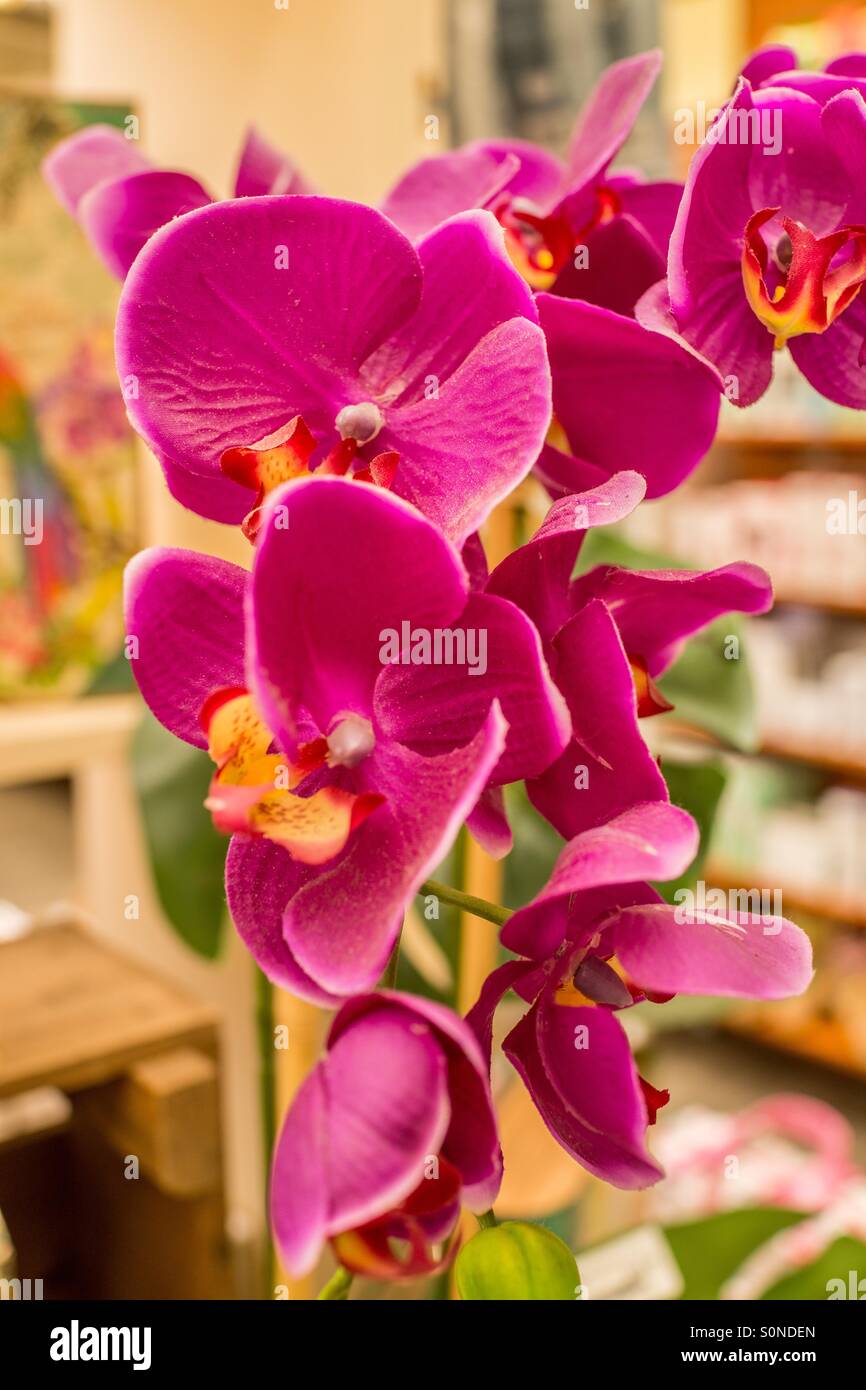 Pretty in pink - Smartphone-aufgenommenes Stockfoto