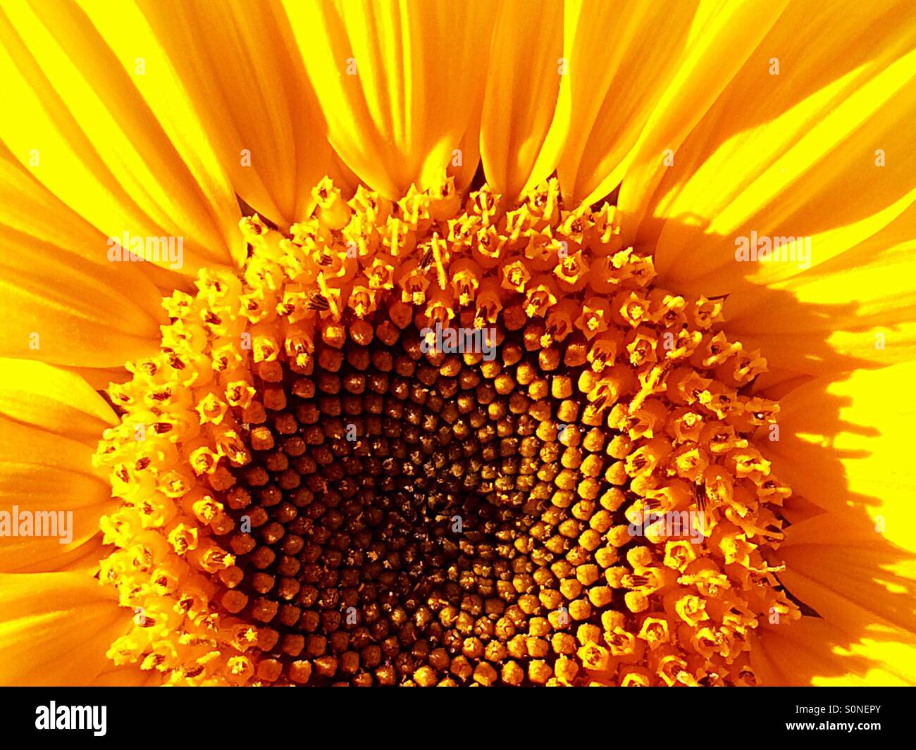 Helles Licht der Sonnenblume wie ein Sonnenaufgang Stockfoto