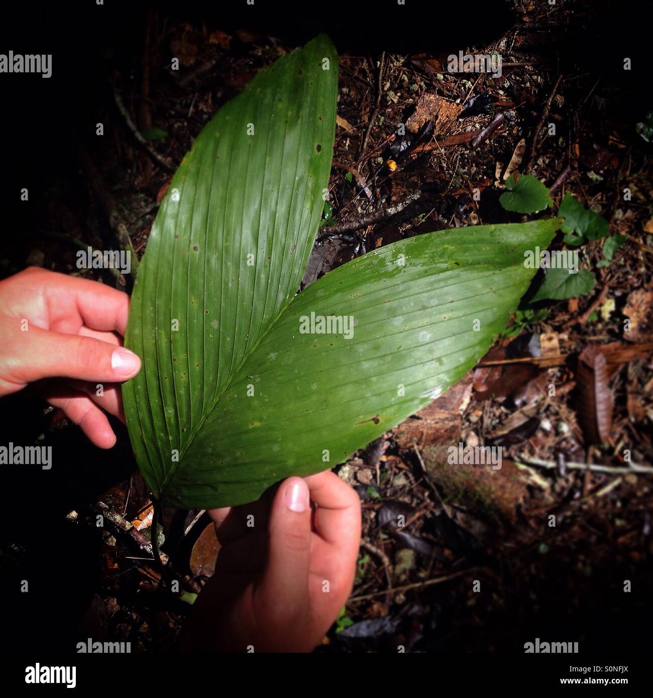 Ein Fisch Märchen Blatt in Pilar Maya-Website, Bullettree, San Ignacio, Cayo, Belize - Smartphone-aufgenommenes Stockfoto