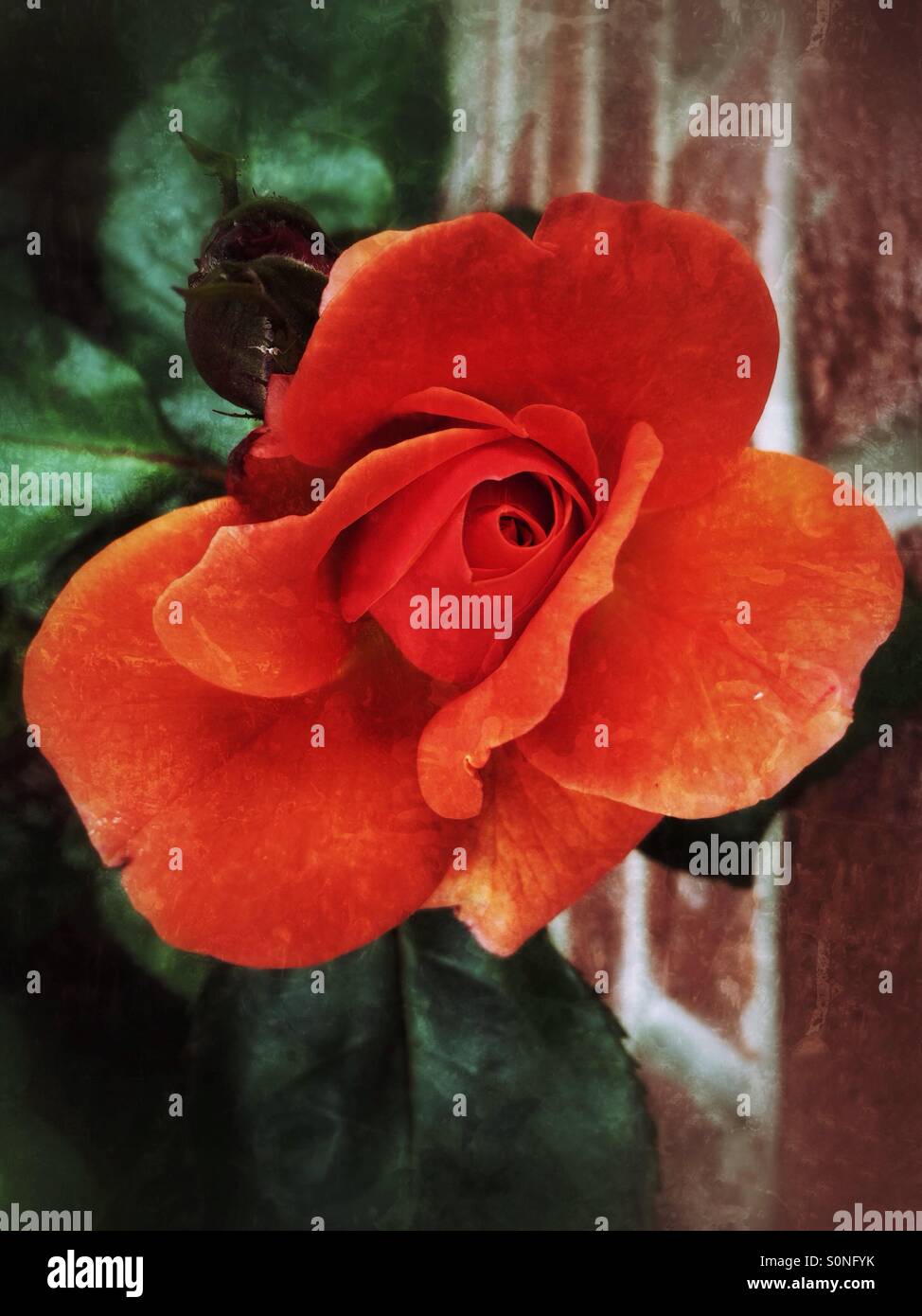 Orange Rose Stockfoto