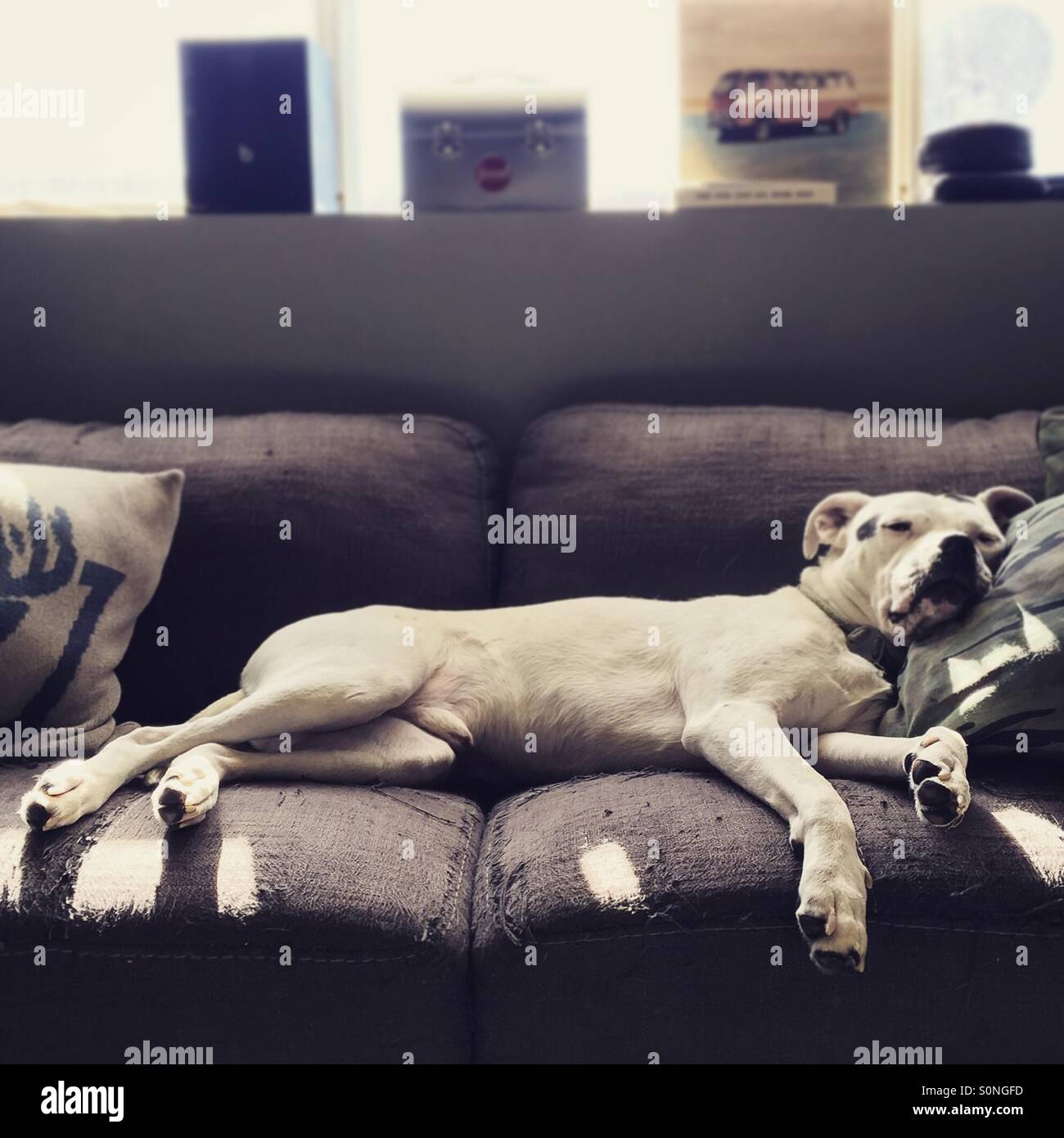 Pitbull auf home-Office Couch schlafen Stockfoto