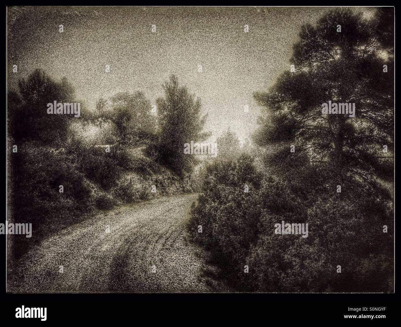 Nebeliger Morgen auf einer Bergstraße durch die Bäume, Katalonien, Spanien. - Smartphone-aufgenommenes Stockfoto