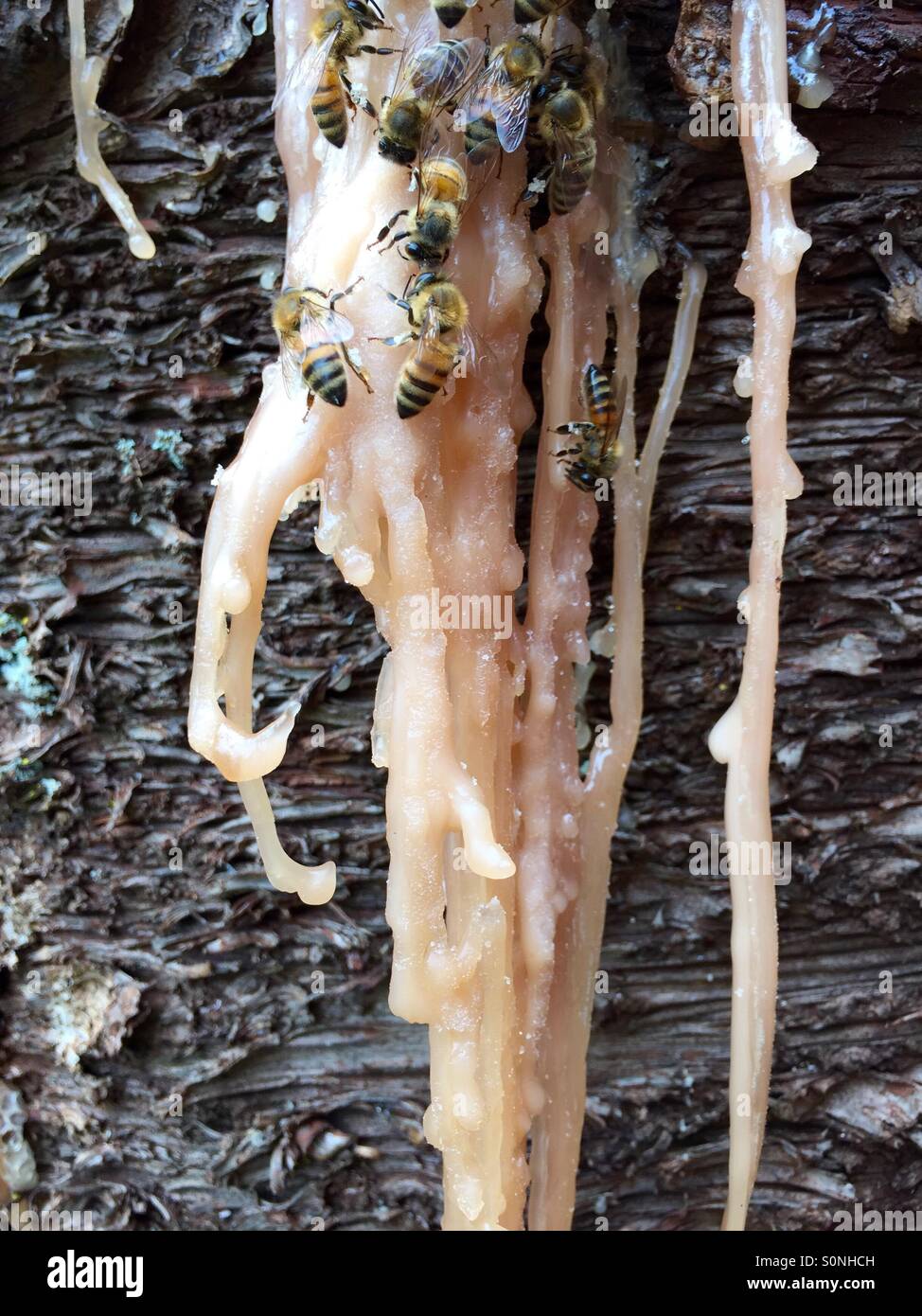 Baumharz Bienen Stockfoto