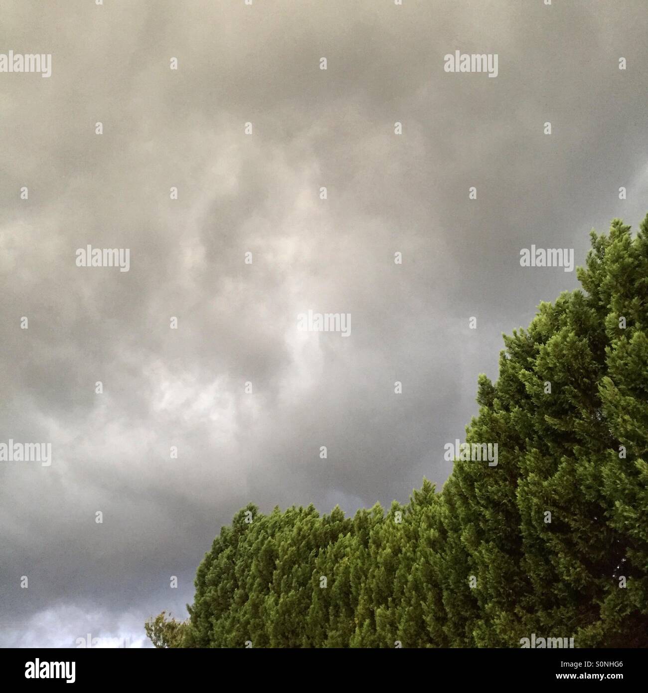 Sturm Wolken und Bäume. Stockfoto