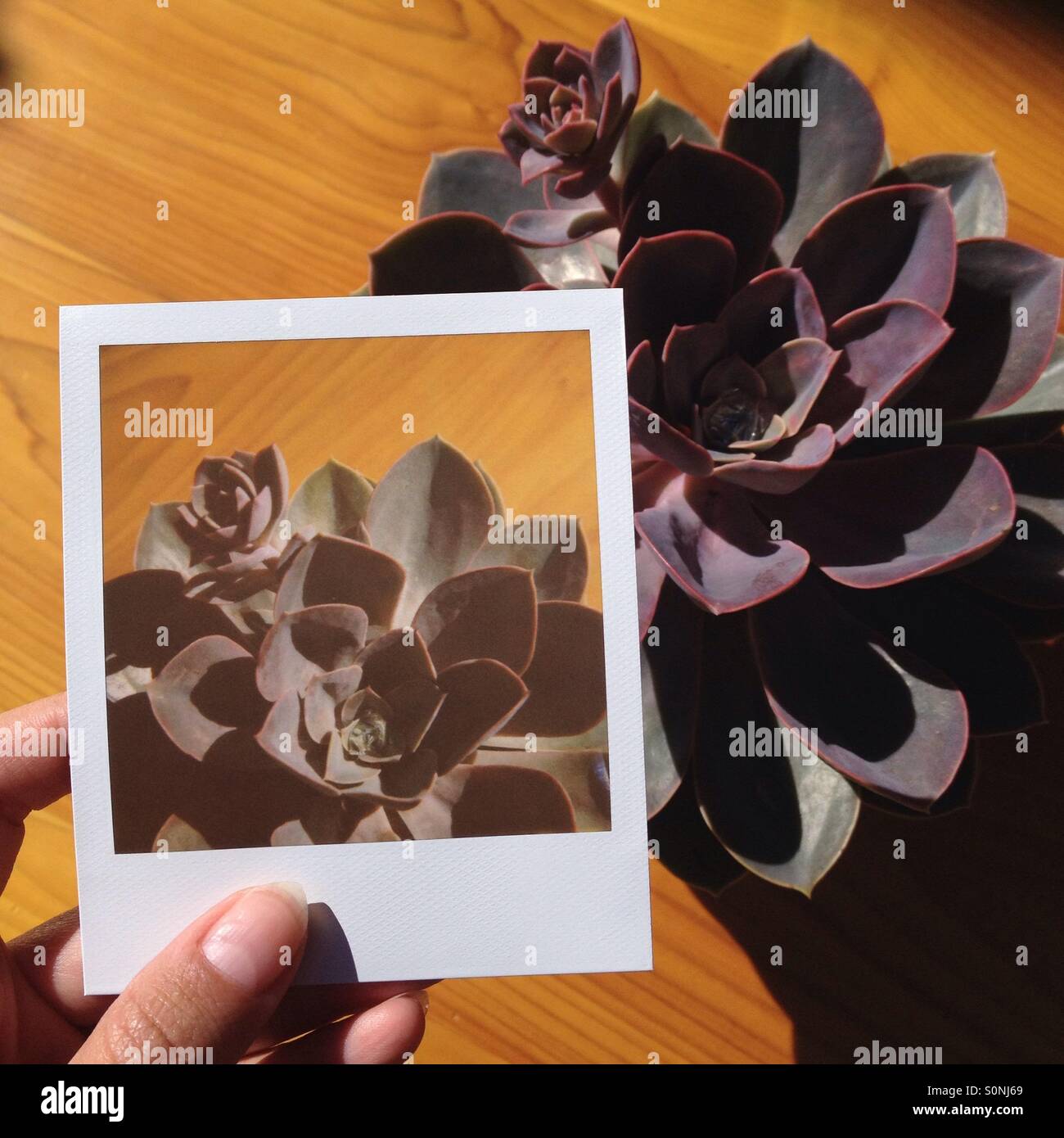 Polaroid-Foto von saftigen bis Anlage zum Vergleich halten. Stockfoto