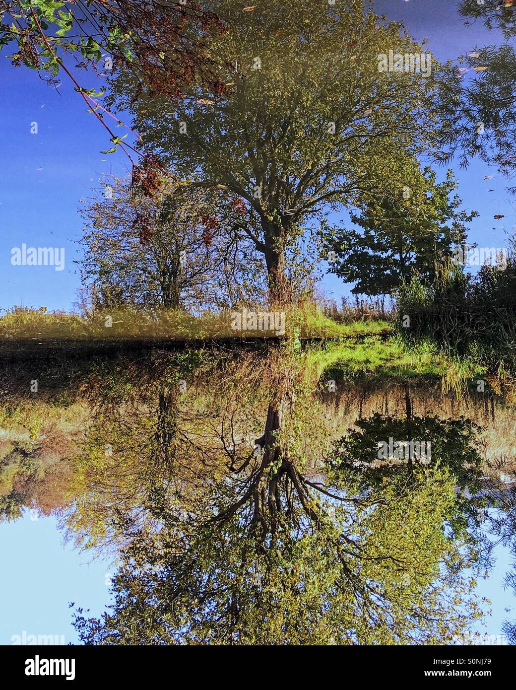 Baum in Kanalwasser reflektiert Stockfoto