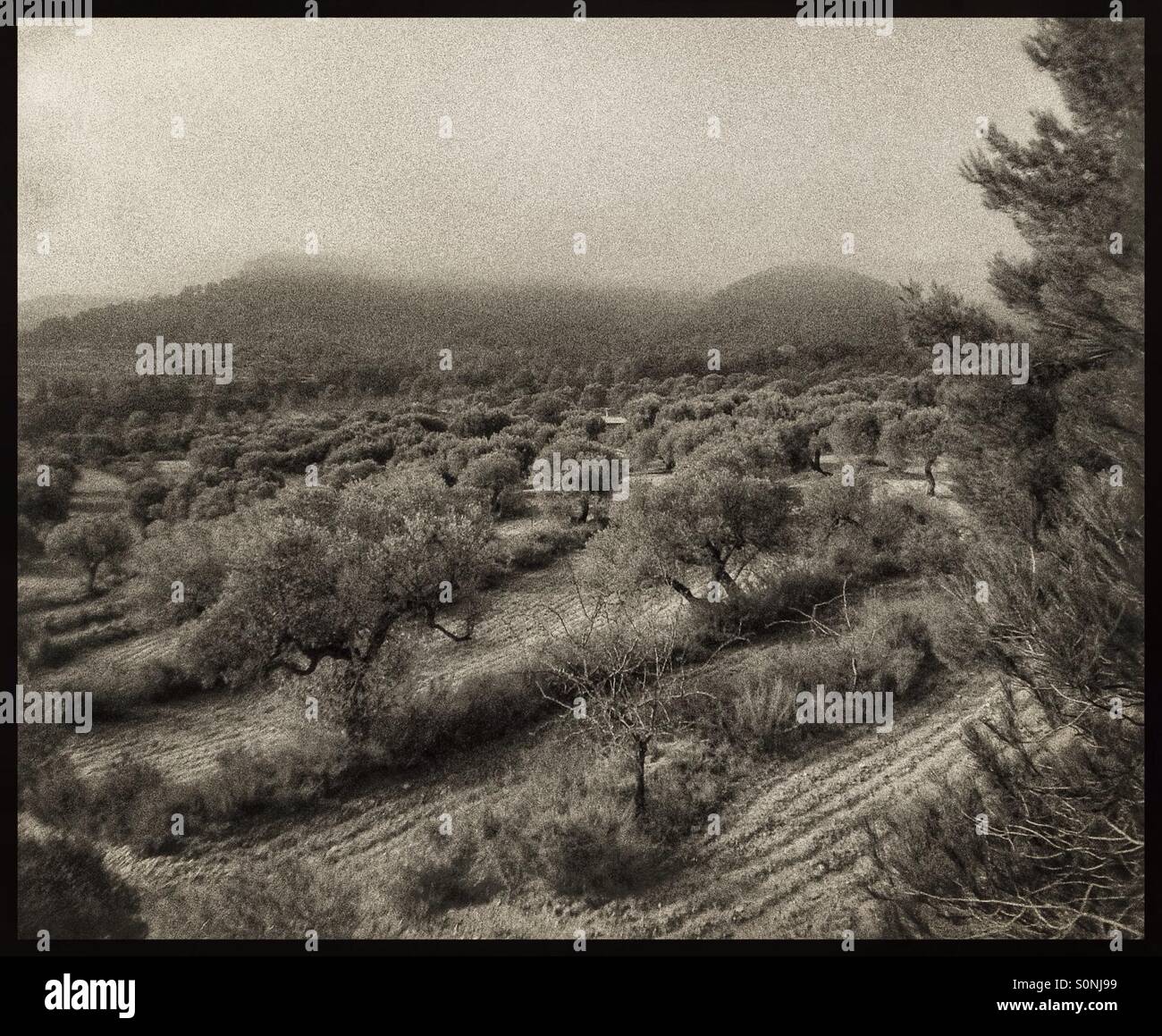 Blick über die Olivenhaine, Katalonien, Spanien. - Smartphone-aufgenommenes Stockfoto