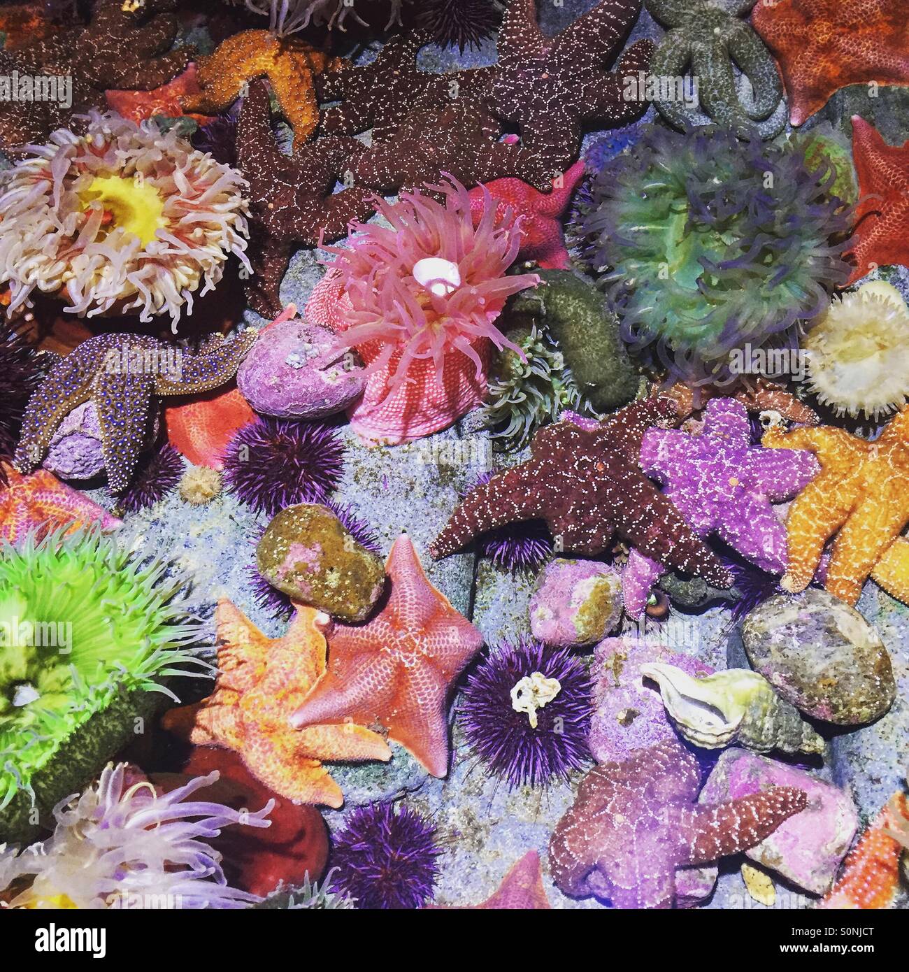 Farbenfrohe Unterwasserwelt Stockfoto