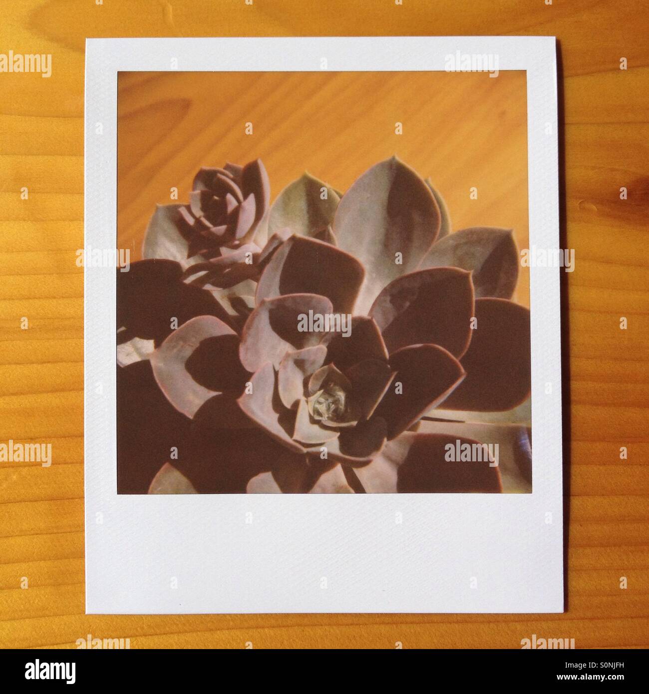 Polaroid-Foto von Sukkulente Verlegung auf Holztisch Stockfoto
