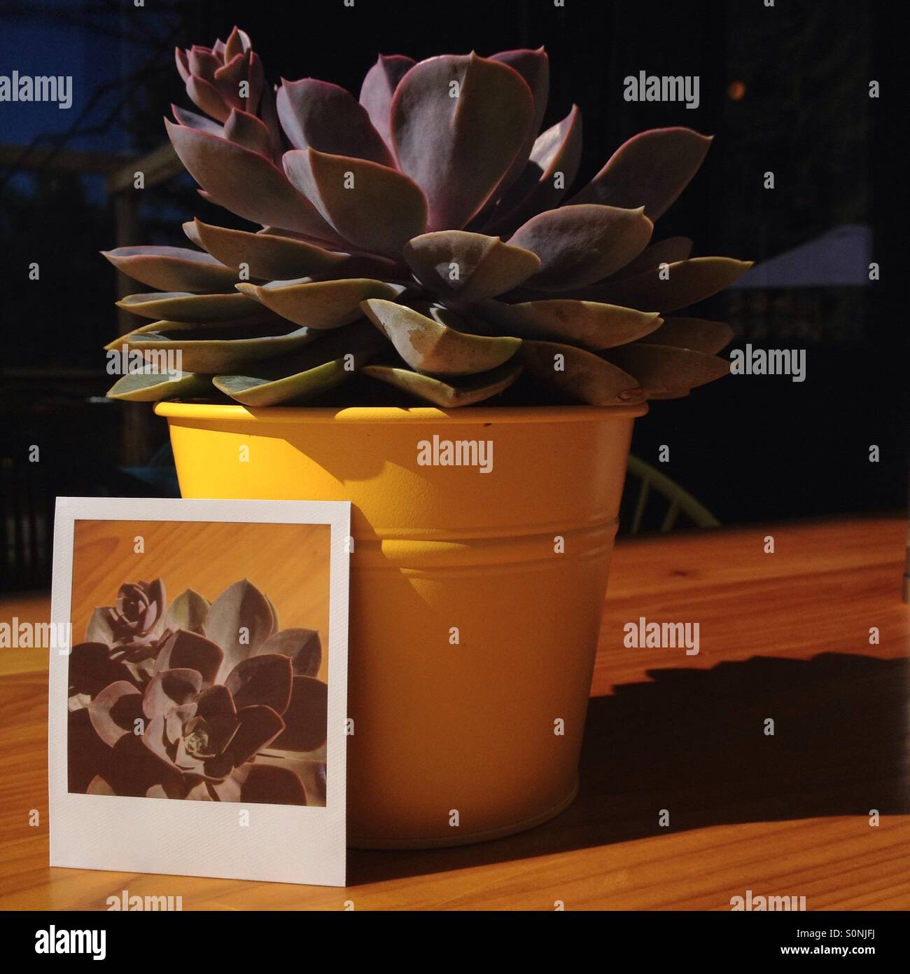 Polaroid von Sukkulente lehnte sich gegen die Pflanze auf dem Foto. Stockfoto