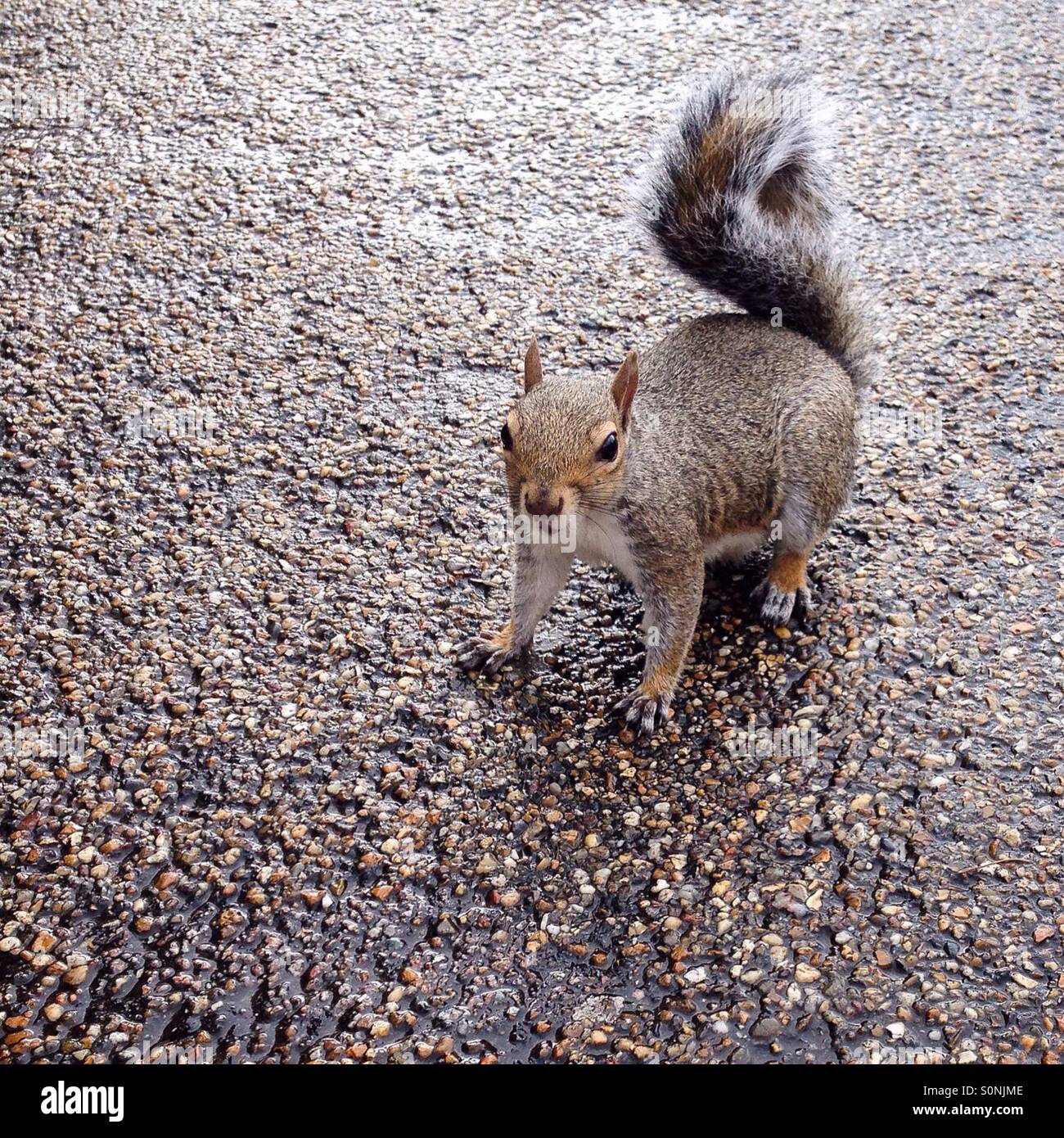 Ein Eichhörnchen, hautnah und persönlich. Stockfoto