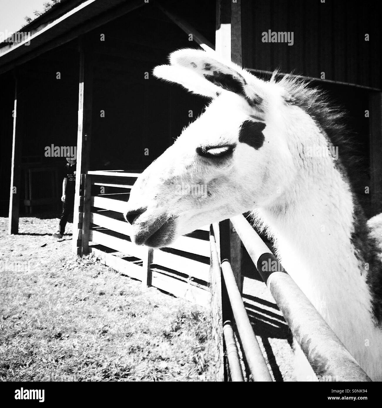 Barnyard Llama Drama Stockfoto