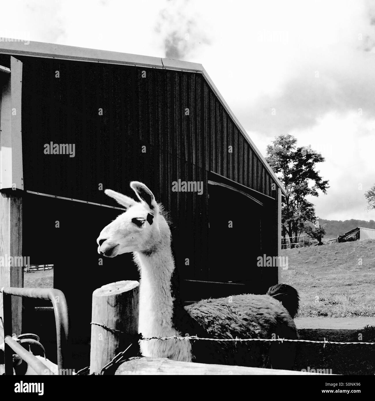 Barnyard Llama Drama II Stockfoto