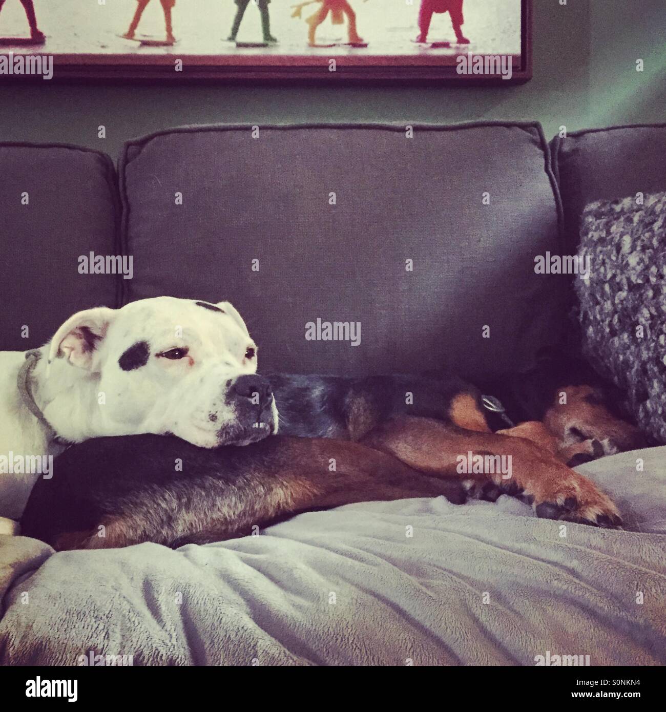 Hunde-napping Stockfoto