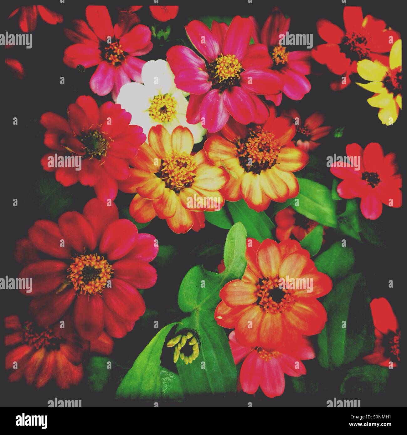 Zinnie Blumen mit Kunstfilter Stockfoto