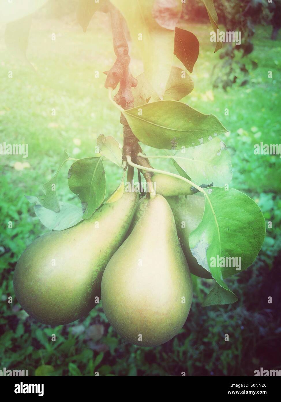 Paar grüne Birne Obst Stockfoto