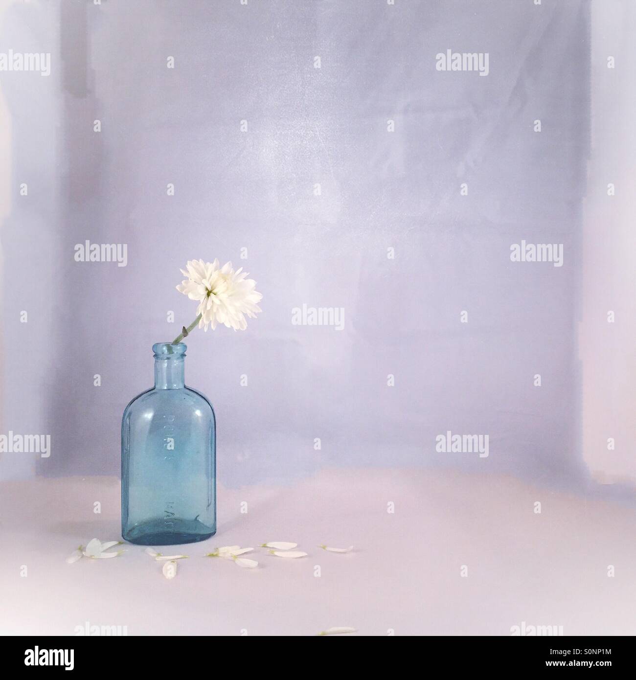 Blaue Flasche, weiße Blume Stockfoto