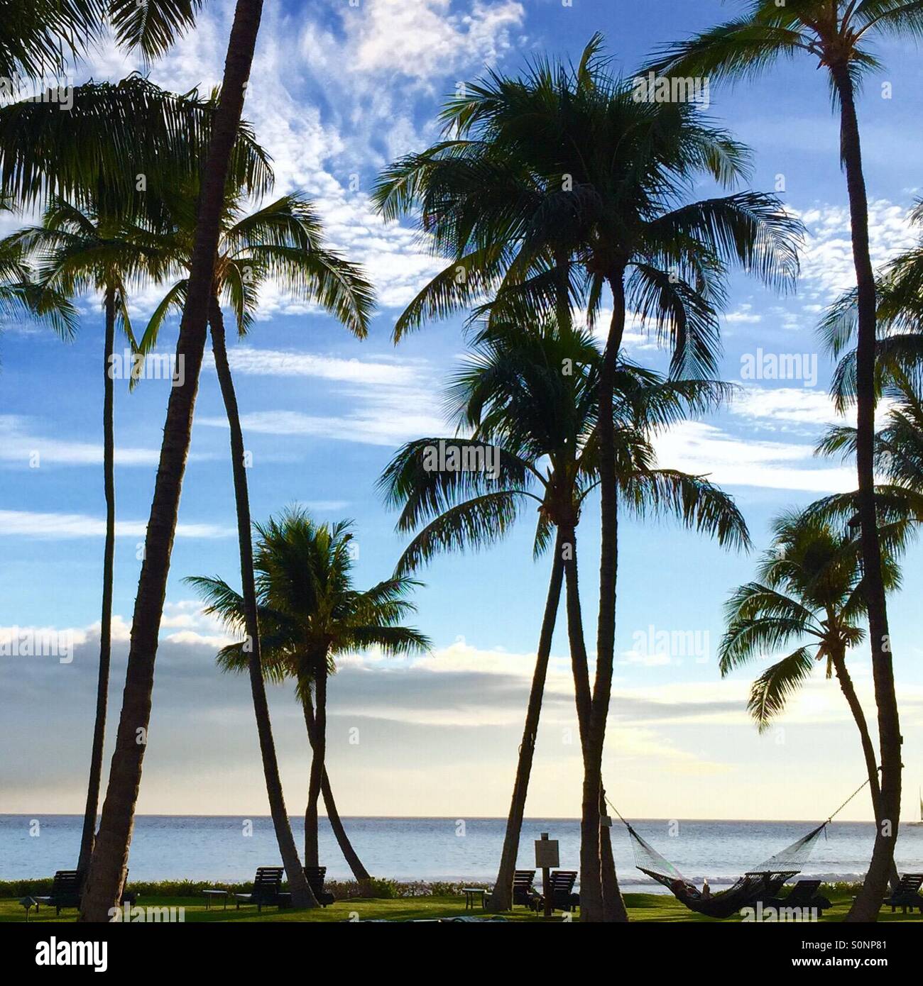 Palmen Sie und Hängematte auf der Insel Maui in Lahaina, Hawaii. Stockfoto