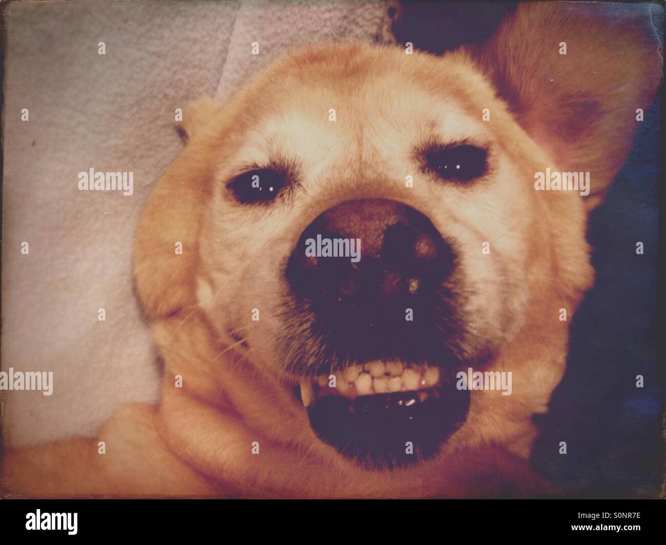 Glücklich lächelnd golden Labrador Hund Lager Zähne Stockfoto