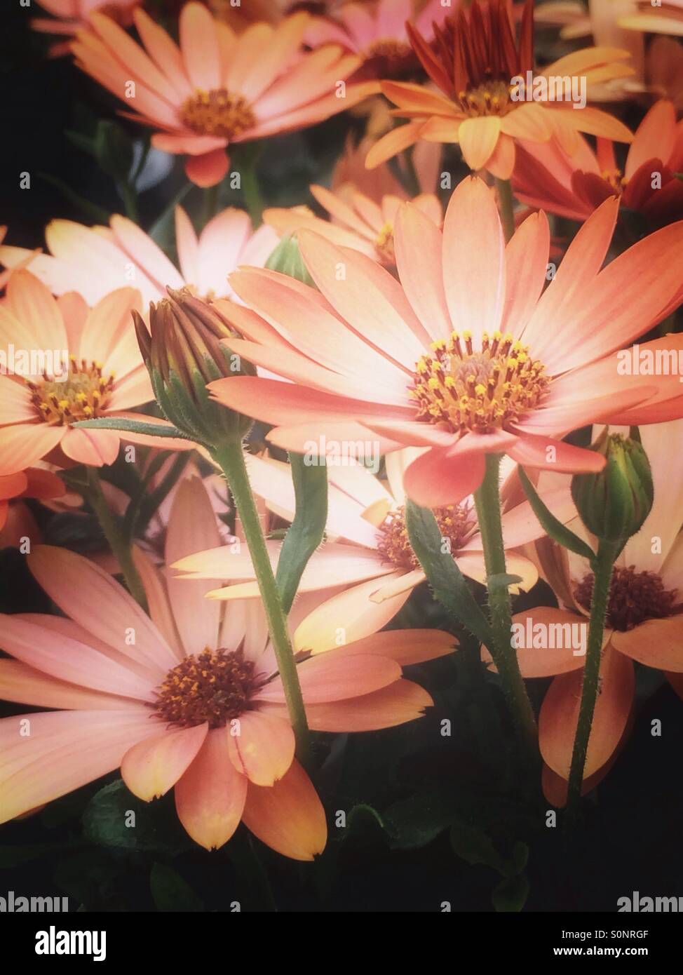 Blumen-Orange Gänseblümchen Stockfoto