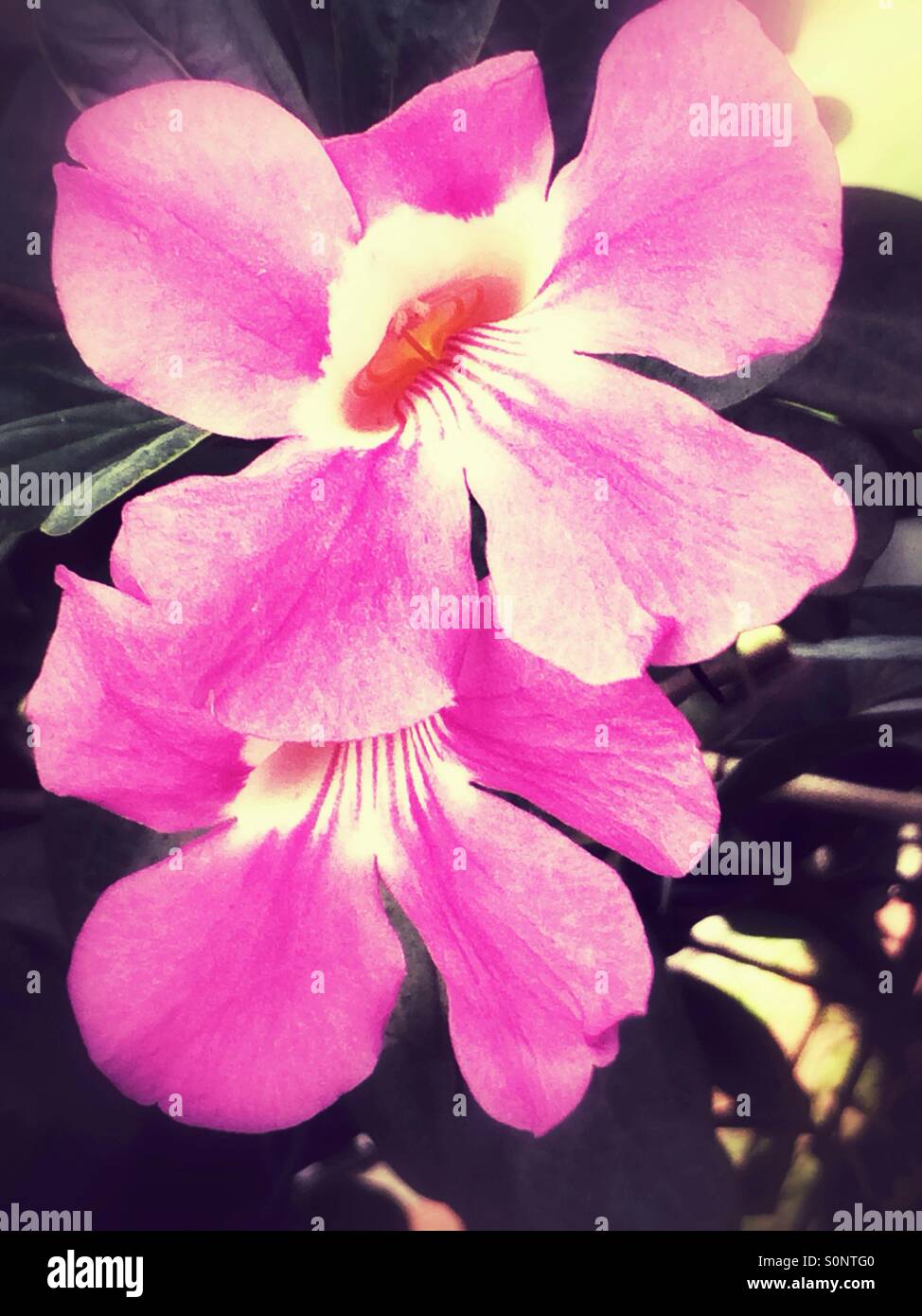 Rosa, tropische Blumen Stockfoto
