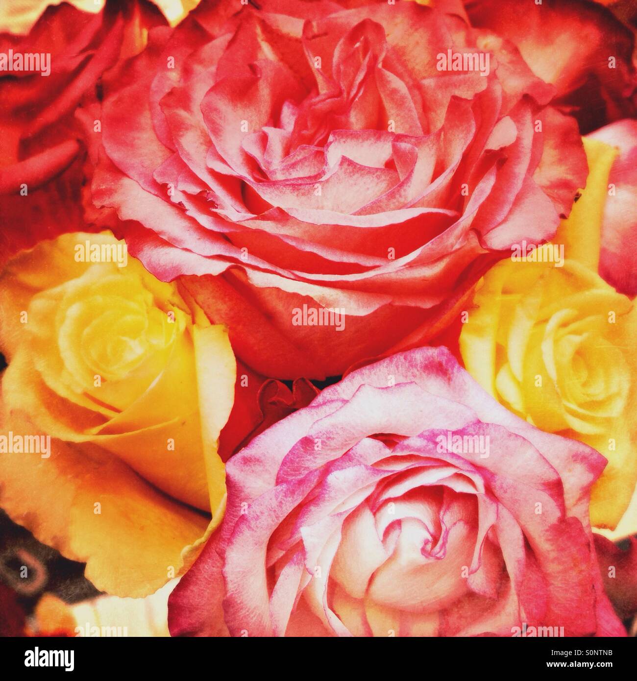 Rosen in voller Blüte in einer vase Stockfoto