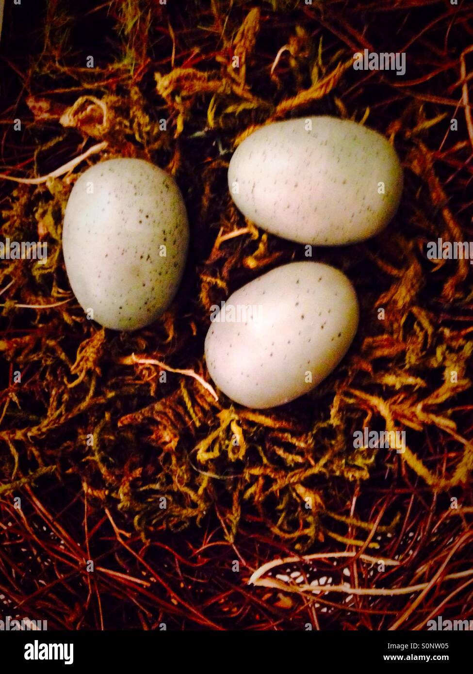 Drei kleinen Eiern in einem nest Stockfoto