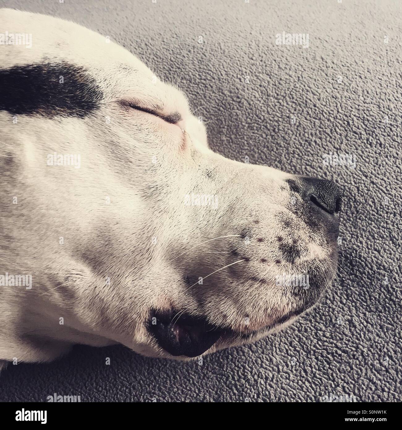 Schlafende Hunde-Kopf Stockfoto